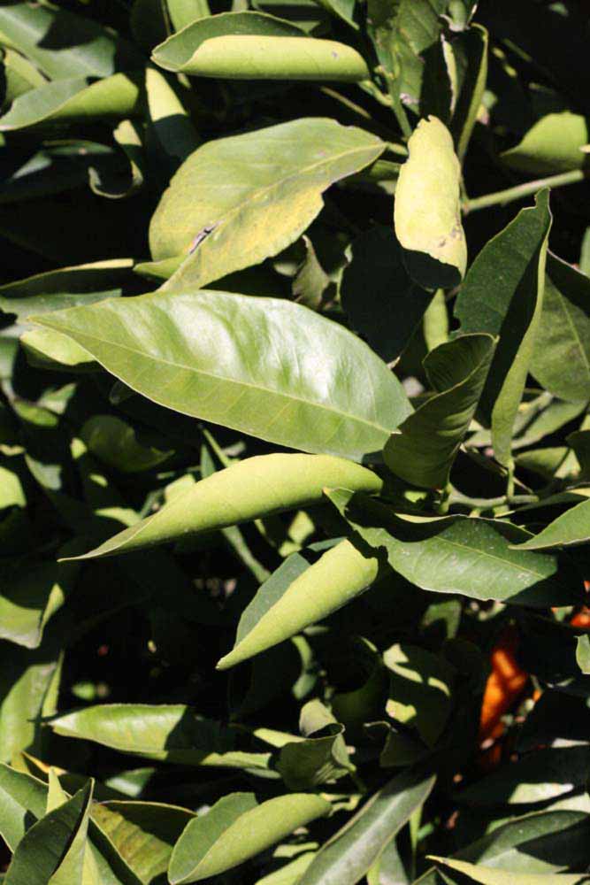              Sun leaves (Riverside, CA)       